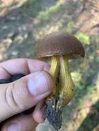 Image of Aureoboletus roxanae (Frost) Klofac 2010