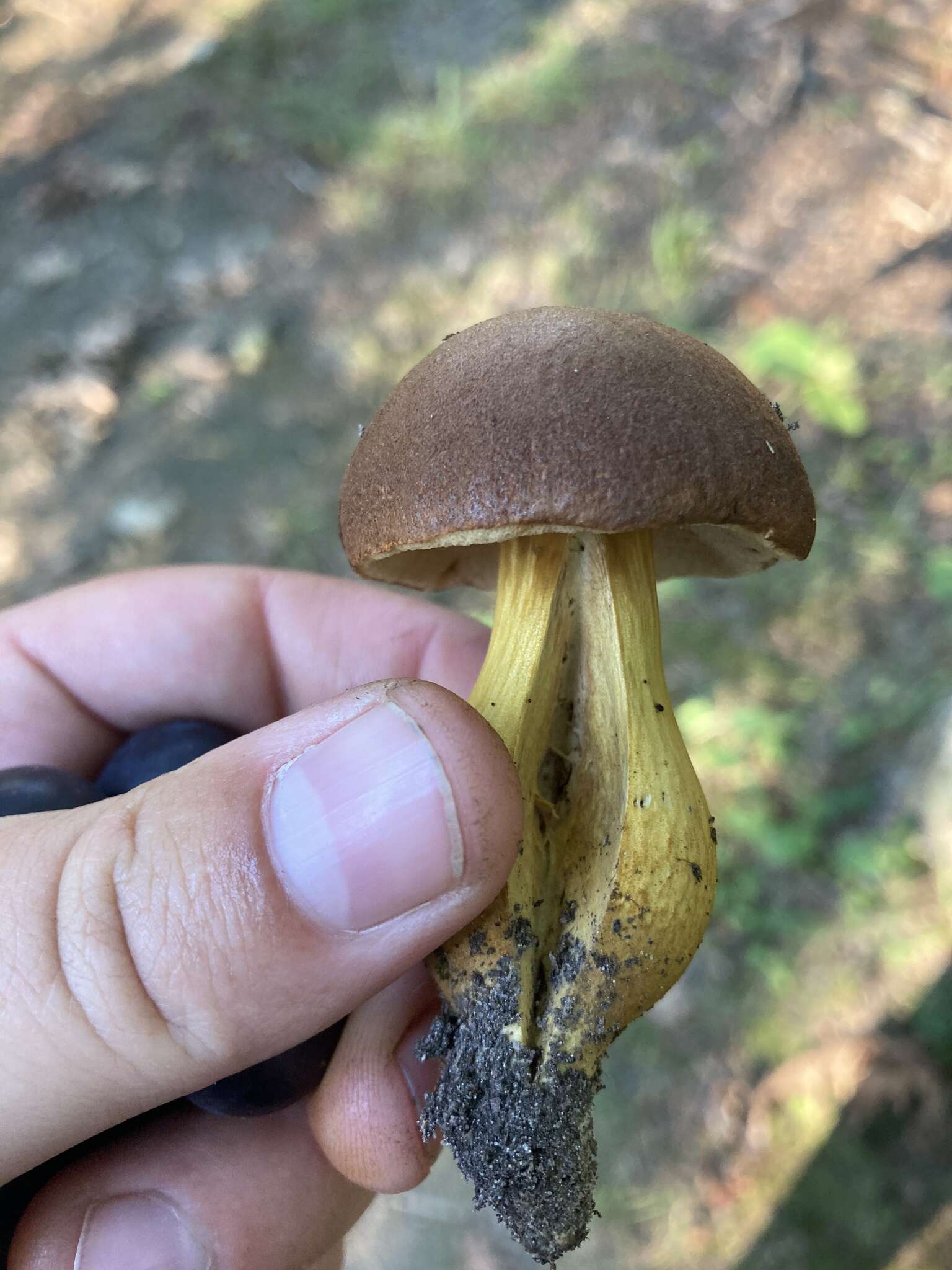 Image of Aureoboletus roxanae (Frost) Klofac 2010