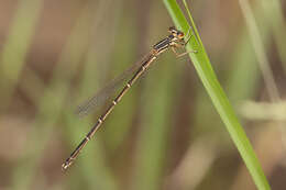 Image of Austrosticta frater Theischinger 1997