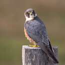 Image of Australian Hobby