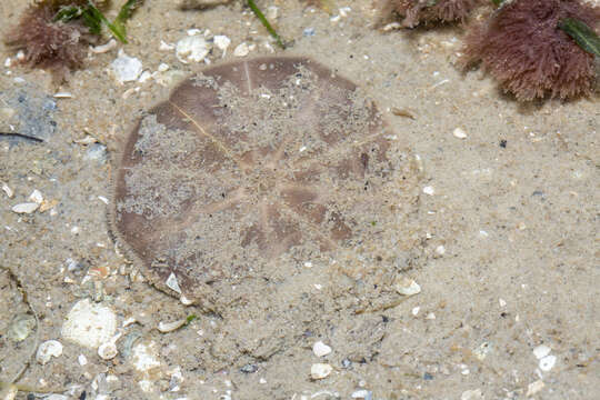 Image of cake sand dollar