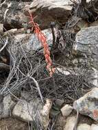 Image of Gasteria vlokii van Jaarsv.