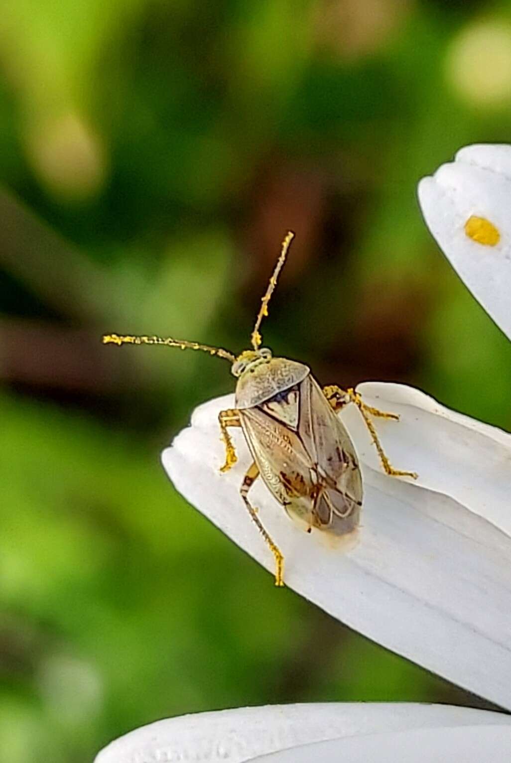 Lygus gemellatus (Herrich-Schaeffer 1835) resmi