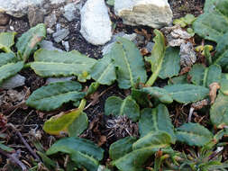 Rumex neglectus T. Kirk resmi