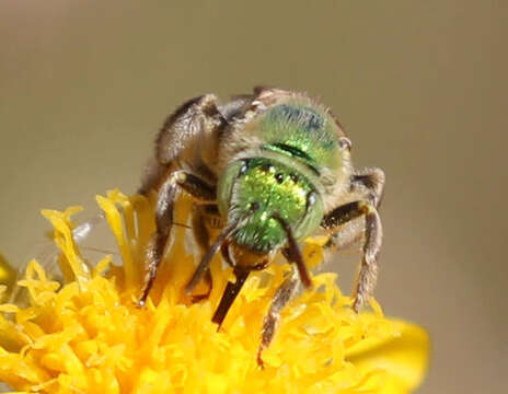 Image of Oblique Sweat Bee