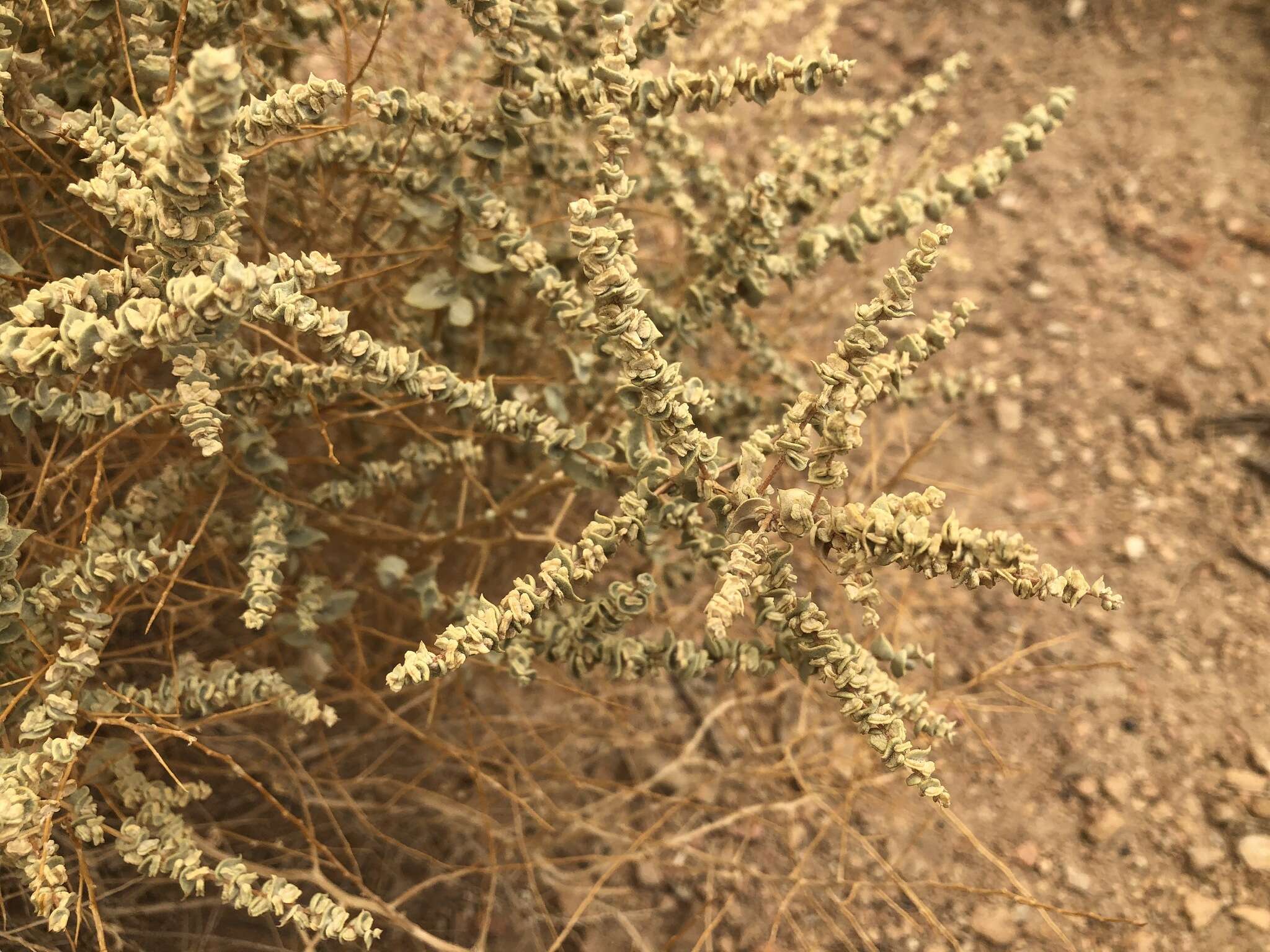 Image of Parry's Saltbush