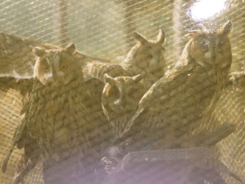 Image of Long-eared Owl