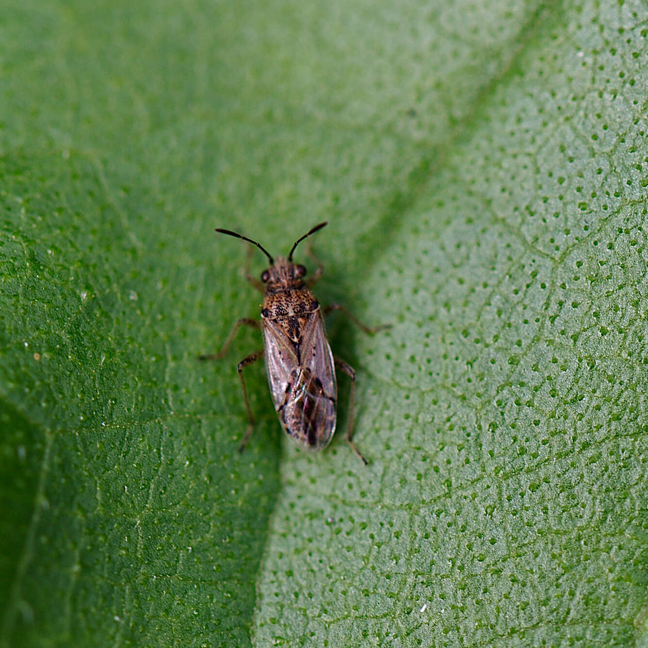 Image of Seed bug