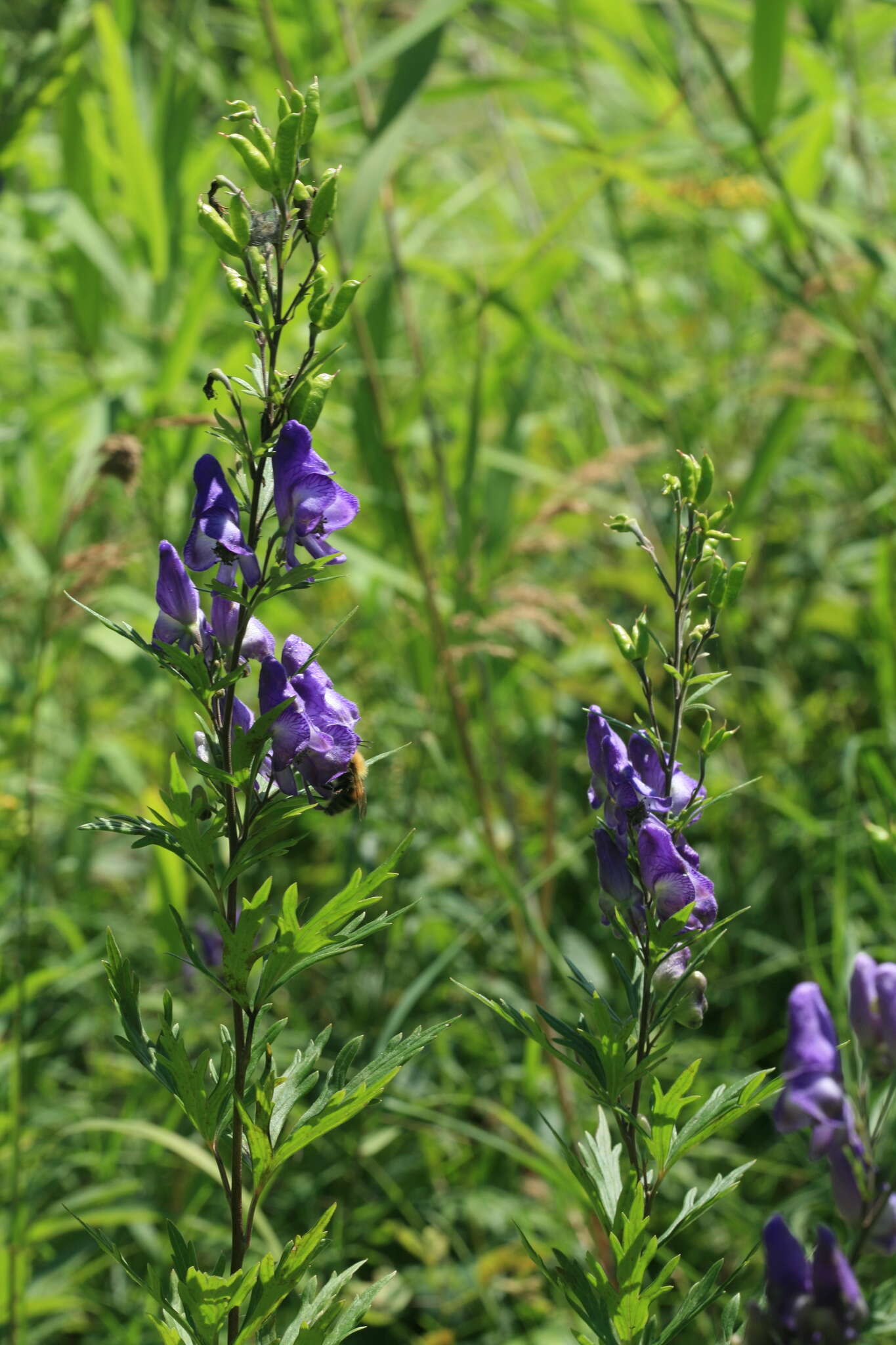 Sivun Aconitum sachalinense F. Schmidt kuva