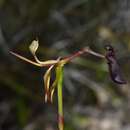 Image de Drakaea gracilis Hopper & A. P. Br.