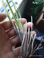 Слика од Chionochloa crassiuscula subsp. torta Connor