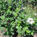 Rubus cuneifolius Pursh resmi