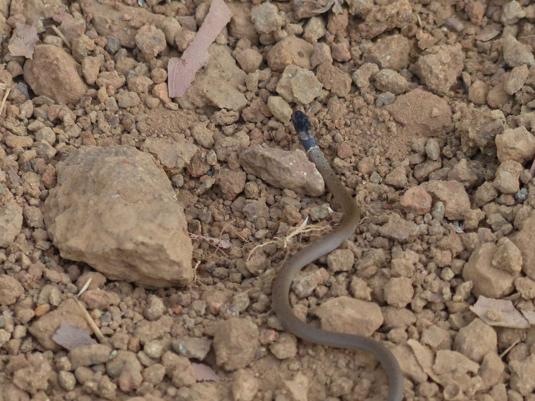 Image of Duméril's black-headed snake