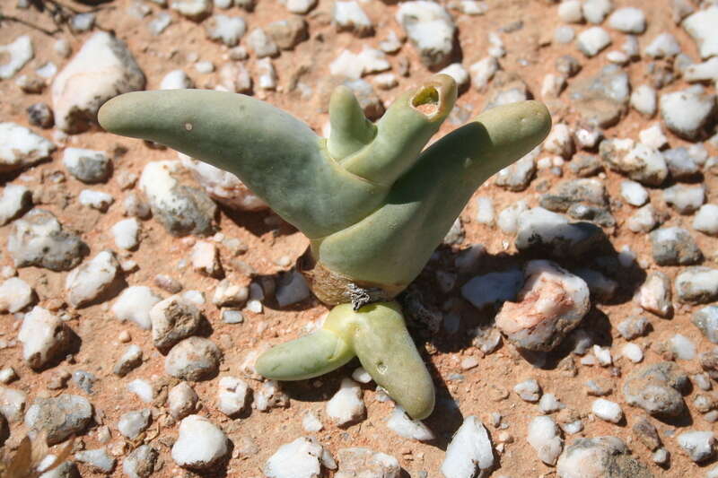 صورة Mesembryanthemum digitatum subsp. digitatum