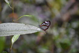 Image of Andromica clearwing