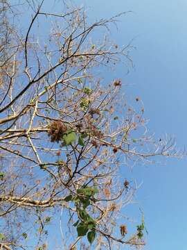 Image of Heliocarpus donnellsmithii Rose ex J. D. Sm.