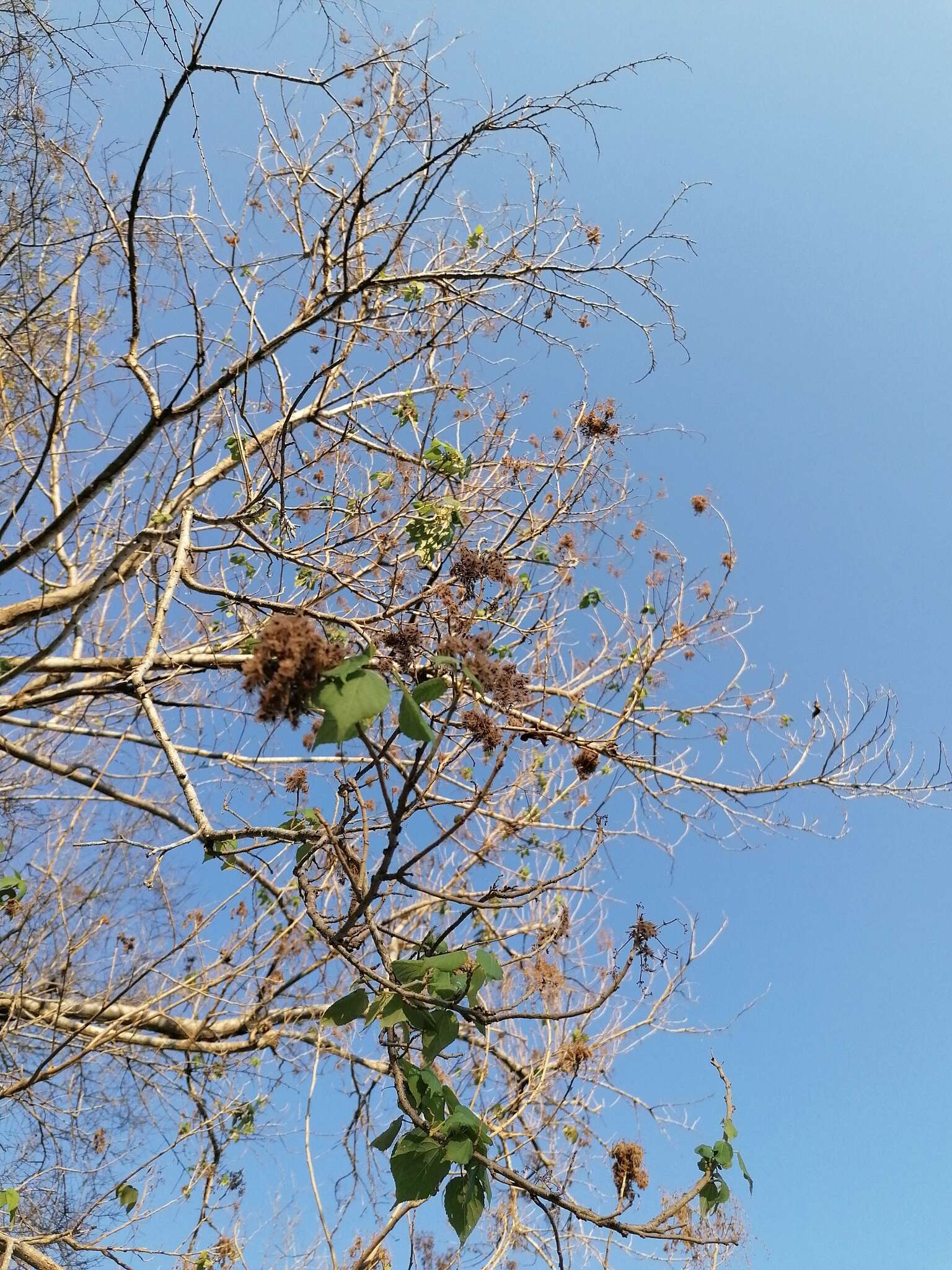 Image de Heliocarpus donnellsmithii Rose ex J. D. Sm.