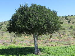 Image of Indaba tree