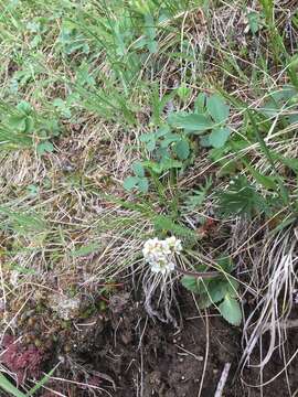 Imagem de Micranthes occidentalis (S. Wats.) Small