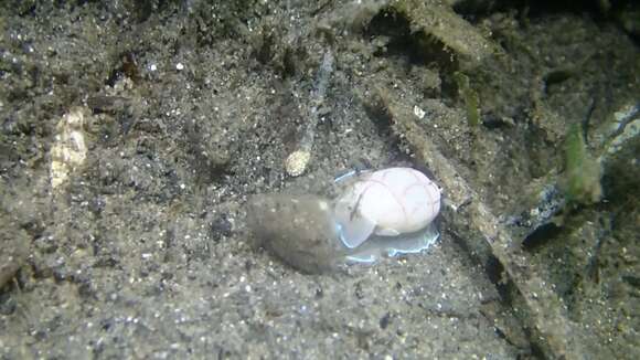 Image of lined bubble snail