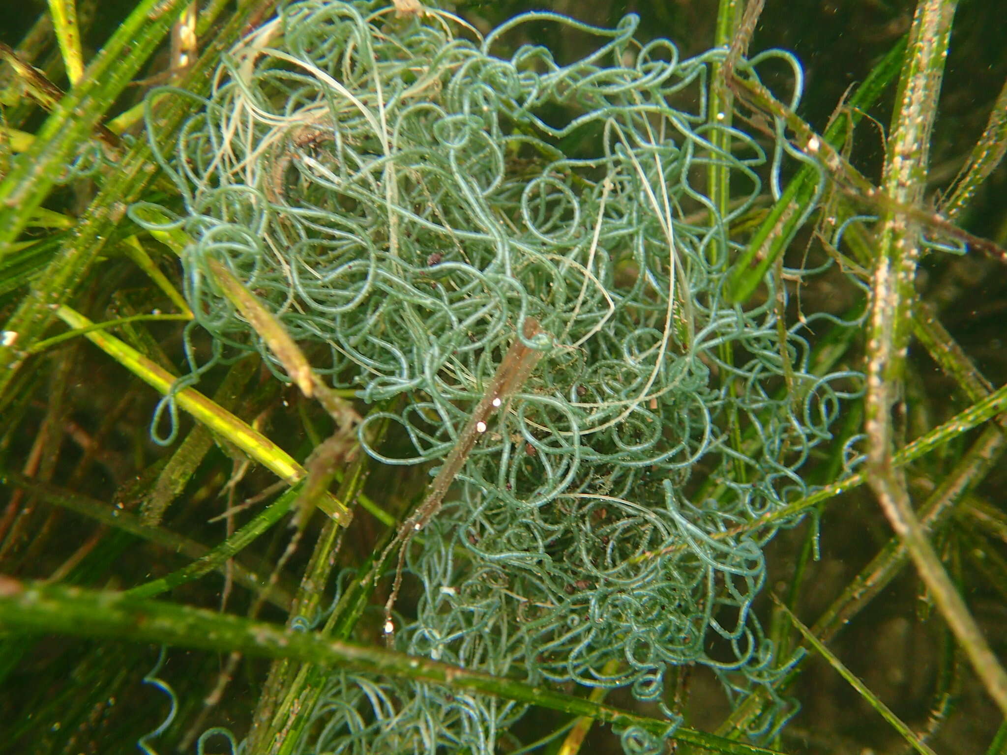 Image of Chaetomorpha spiralis