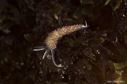 Sivun Caloria elegans (Alder & Hancock 1845) kuva