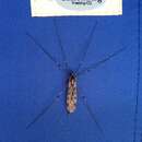 صورة Tipula (Nippotipula) abdominalis (Say 1823)