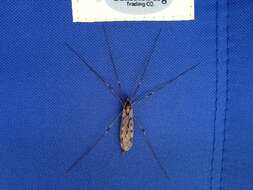 صورة Tipula (Nippotipula) abdominalis (Say 1823)