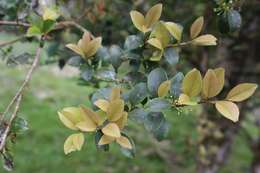 Imagem de Ilex goshiensis Hayata