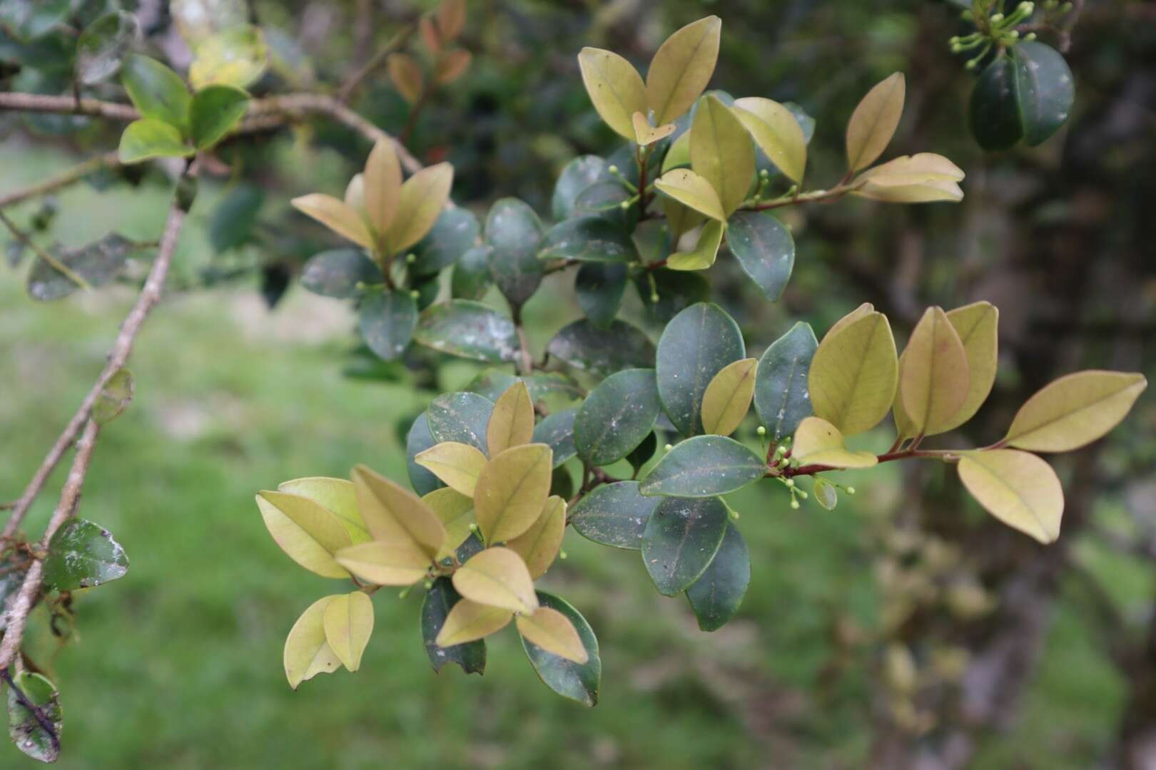 Imagem de Ilex goshiensis Hayata