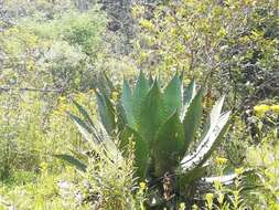 Image of Agave inaequidens K. Koch