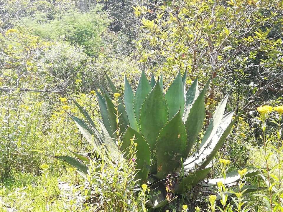 Image of Agave inaequidens K. Koch