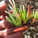 Image de Lampranthus tenuifolius (L.) N. E. Br.