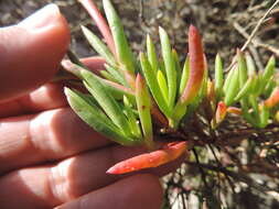 Image of Lampranthus tenuifolius (L.) N. E. Br.