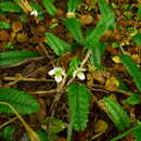 Image of Rubus parvus J. Buch.