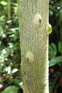 Sivun Zanthoxylum martinicense (Lam.) DC. kuva