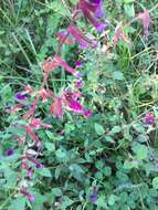 Image of Wright's waxweed