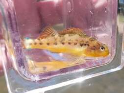 Image of Saffron darter