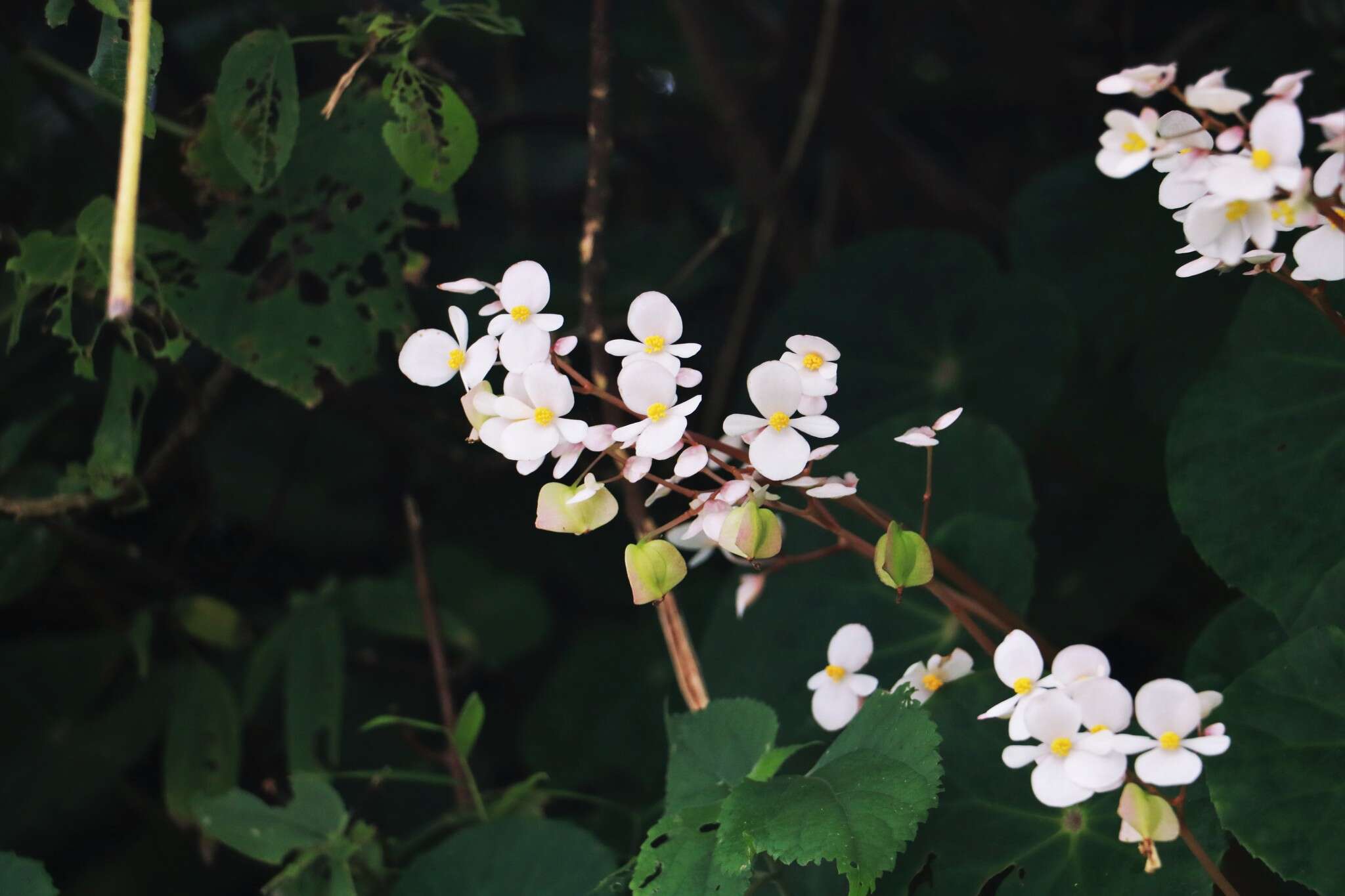 Image de Begonia fenicis Merr.