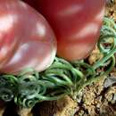 Image of Albuca spiralis L. fil.