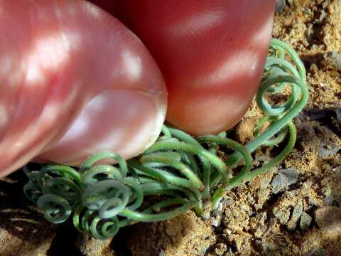 Image of Albuca spiralis L. fil.