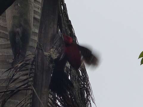 Image of Lesser Crimson-backed Flameback