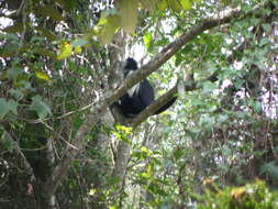 Colobus angolensis palliatus Peters 1868 resmi