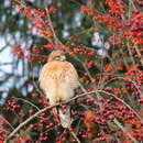 Image of Buteo lineatus lineatus (Gmelin & JF 1788)