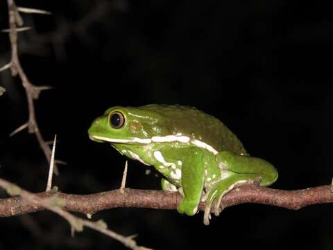 Image of painted-belly leaf frog