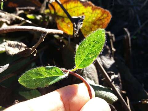 Imagem de Lonicera periclymenum subsp. hispanica (Boiss. & Reuter) Nyman