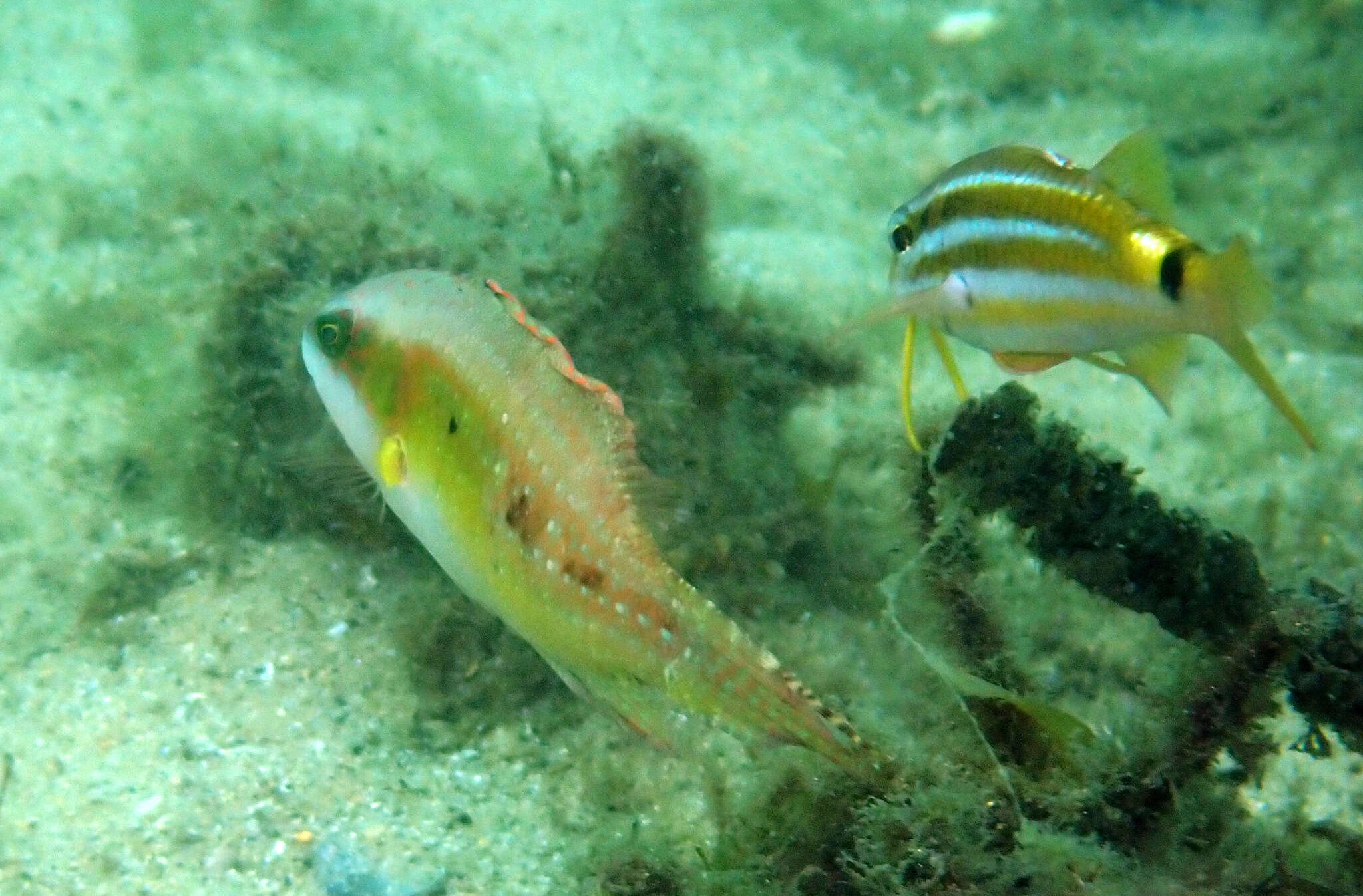 Oxycheilinus bimaculatus (Valenciennes 1840) resmi