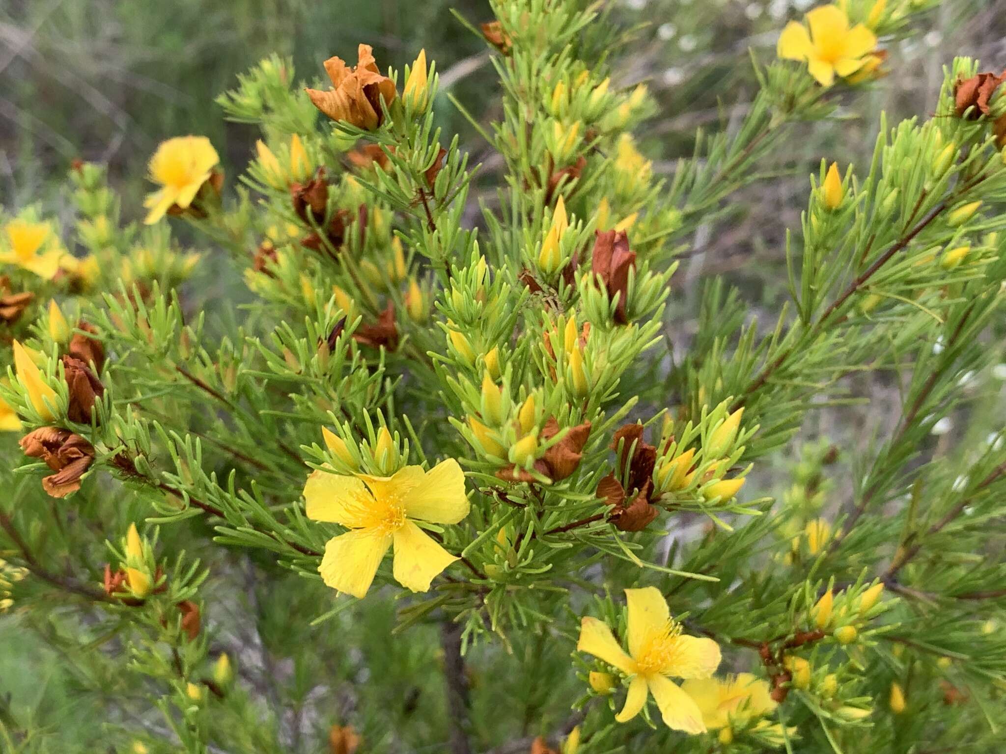 Image of Apalachicola St. John's-Wort