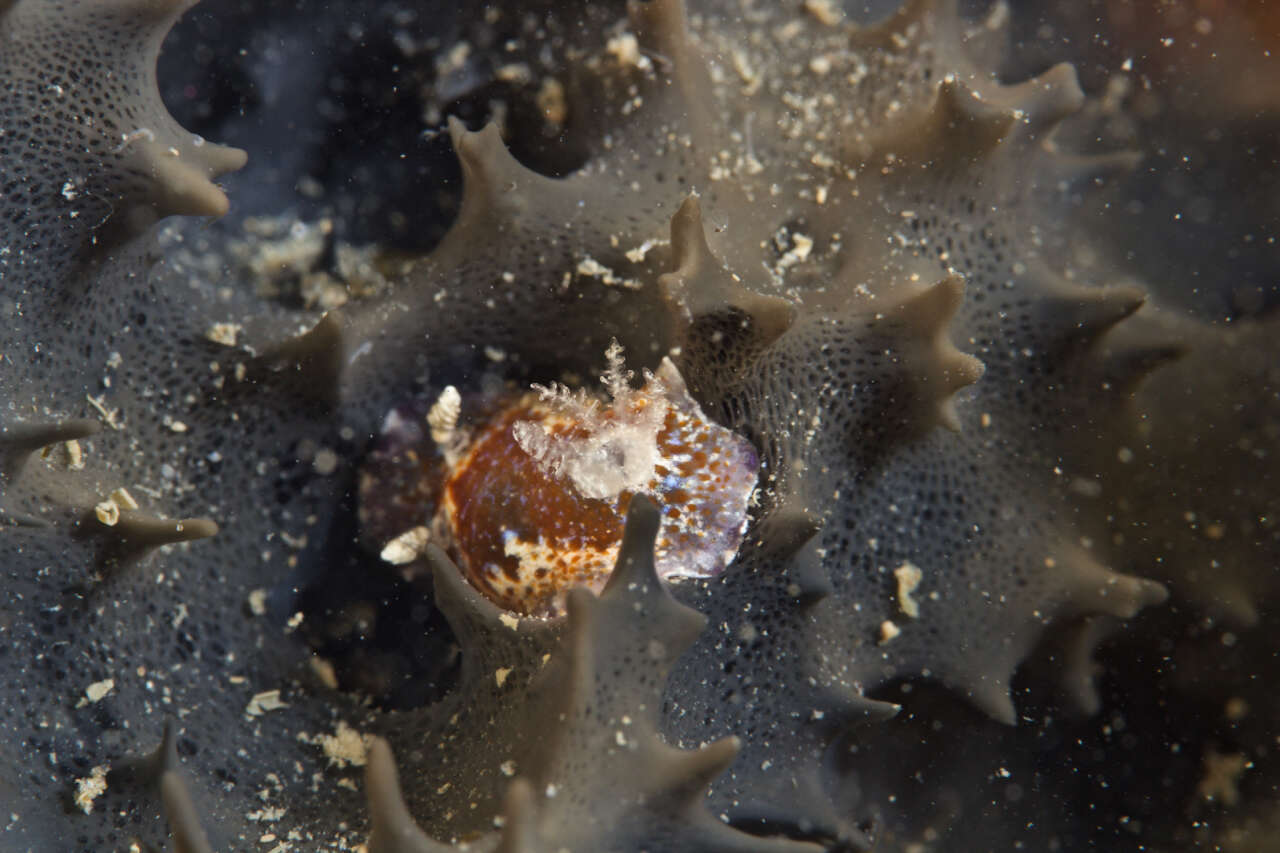 Image of Chromodoris alternata (Burn 1957)