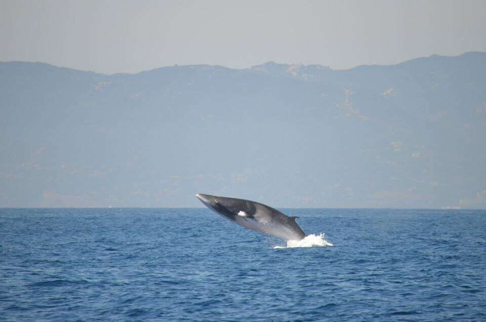 Image of Common Minke Whale